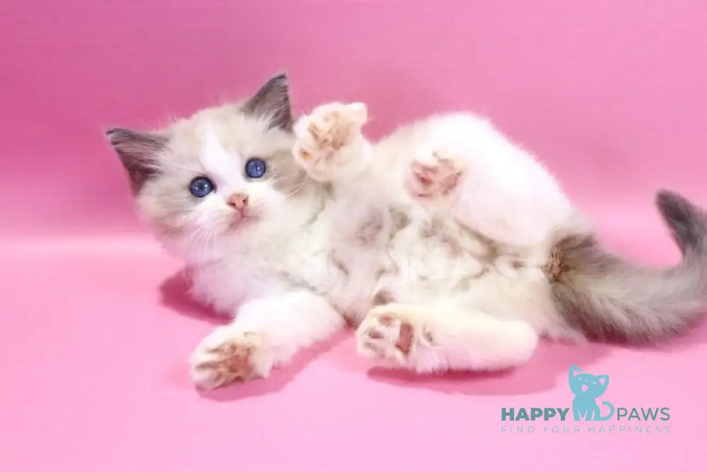 Dimash Ragdoll male blue bicolour live animals