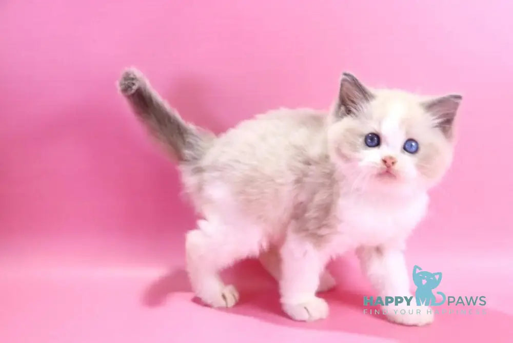 Dimash Ragdoll male blue bicolour live animals