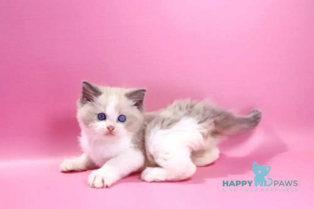 Dimash Ragdoll male blue bicolour live animals