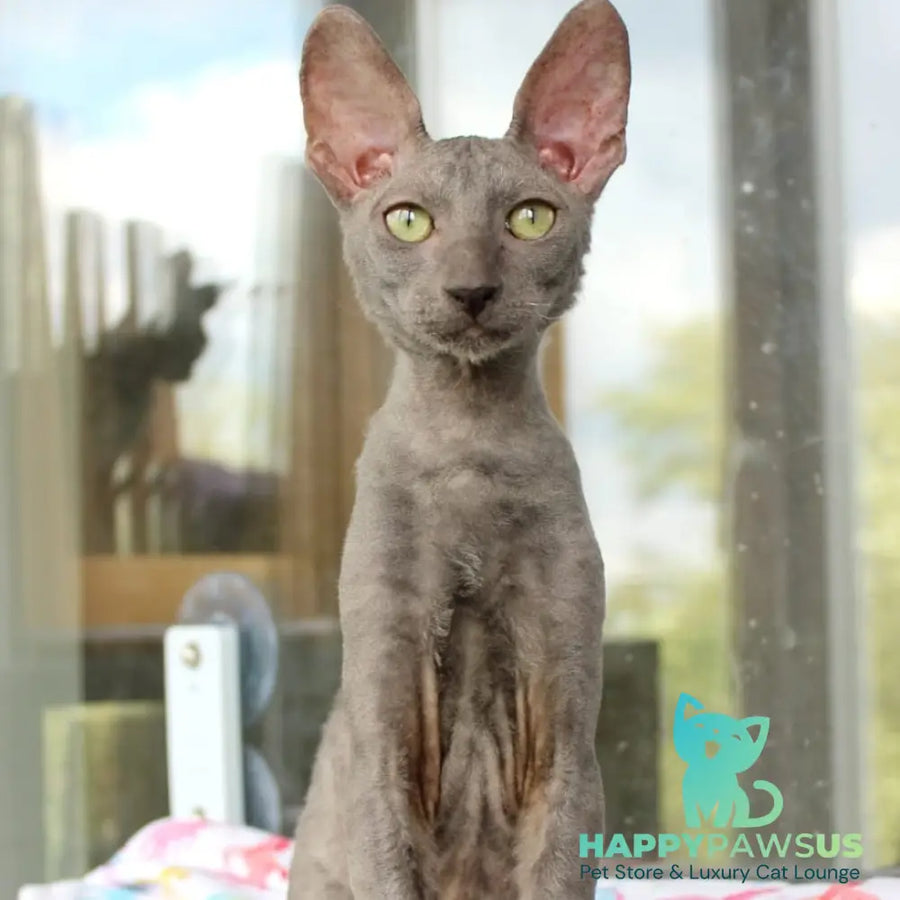Dimetry Cornish Rex male blue - live animals