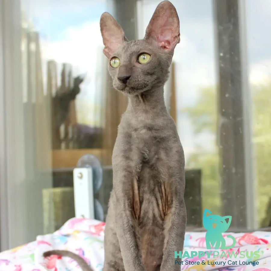 Dimetry Cornish Rex male blue - live animals