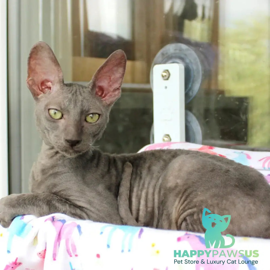 Dimetry Cornish Rex male blue - live animals