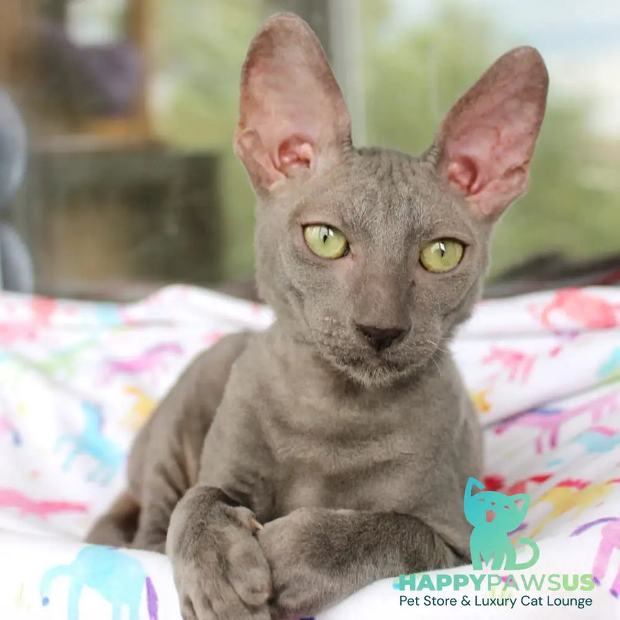 Dimetry Cornish Rex male blue - live animals