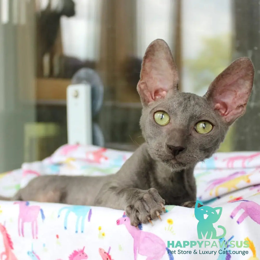 Dimetry Cornish Rex male blue - live animals