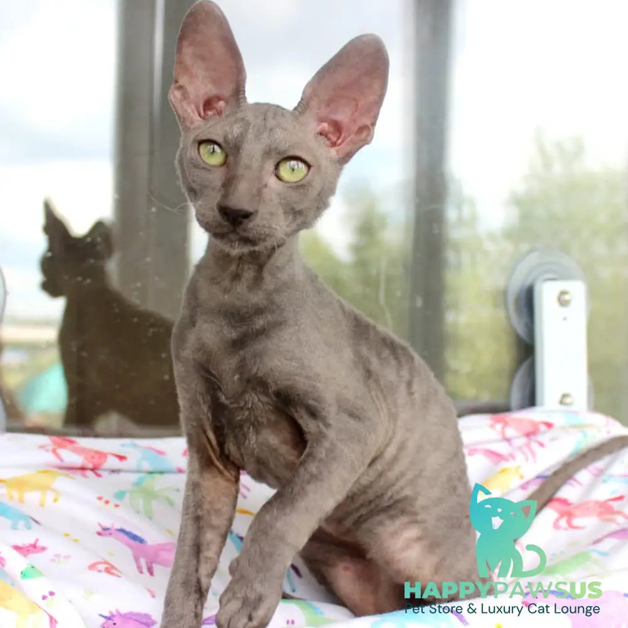 Dimetry Cornish Rex male blue - live animals