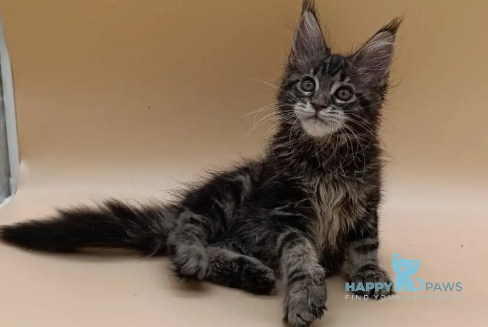 Dimitri Maine Coon male black silver tabby live animals