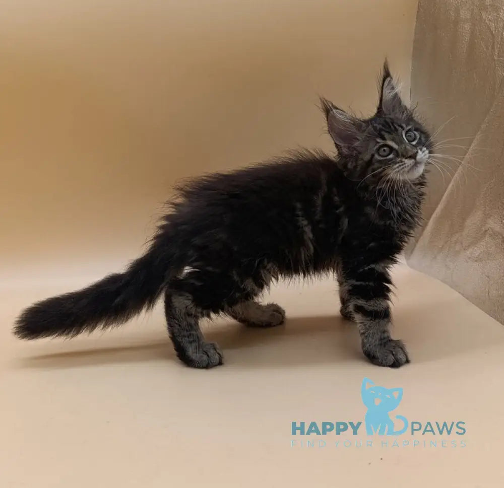 Dimitri Maine Coon male black silver tabby live animals