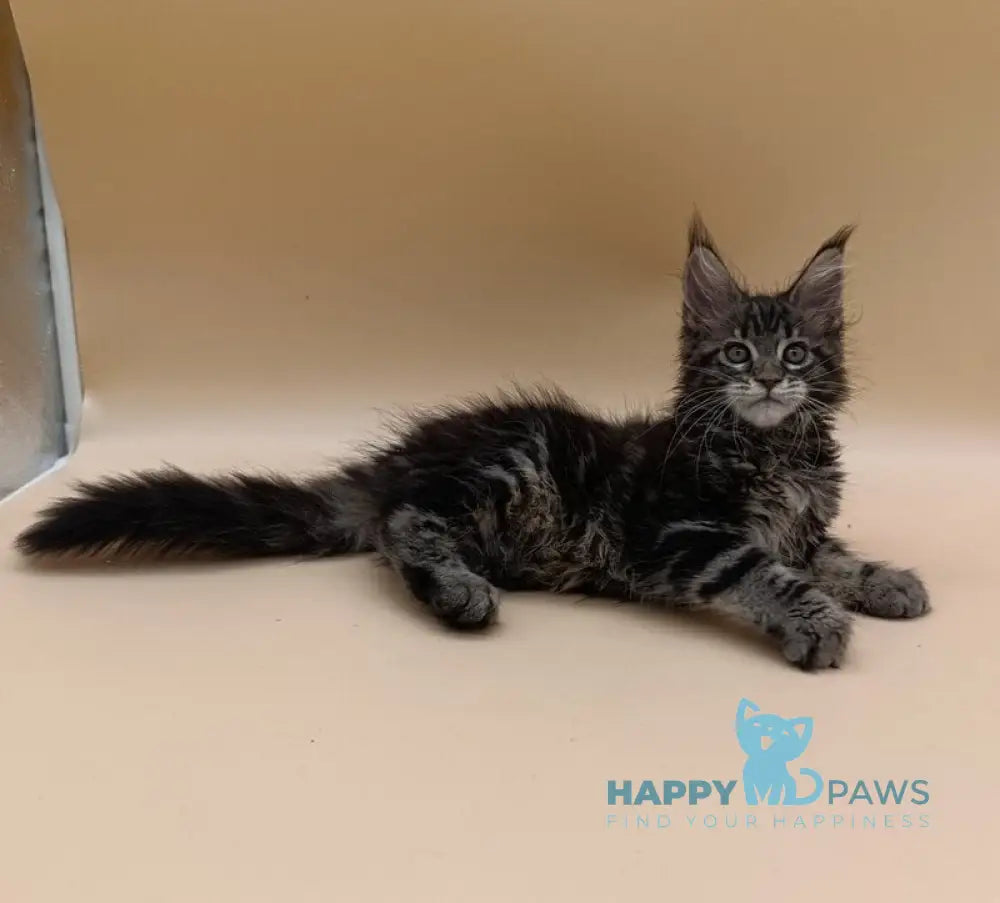 Dimitri Maine Coon male black silver tabby live animals