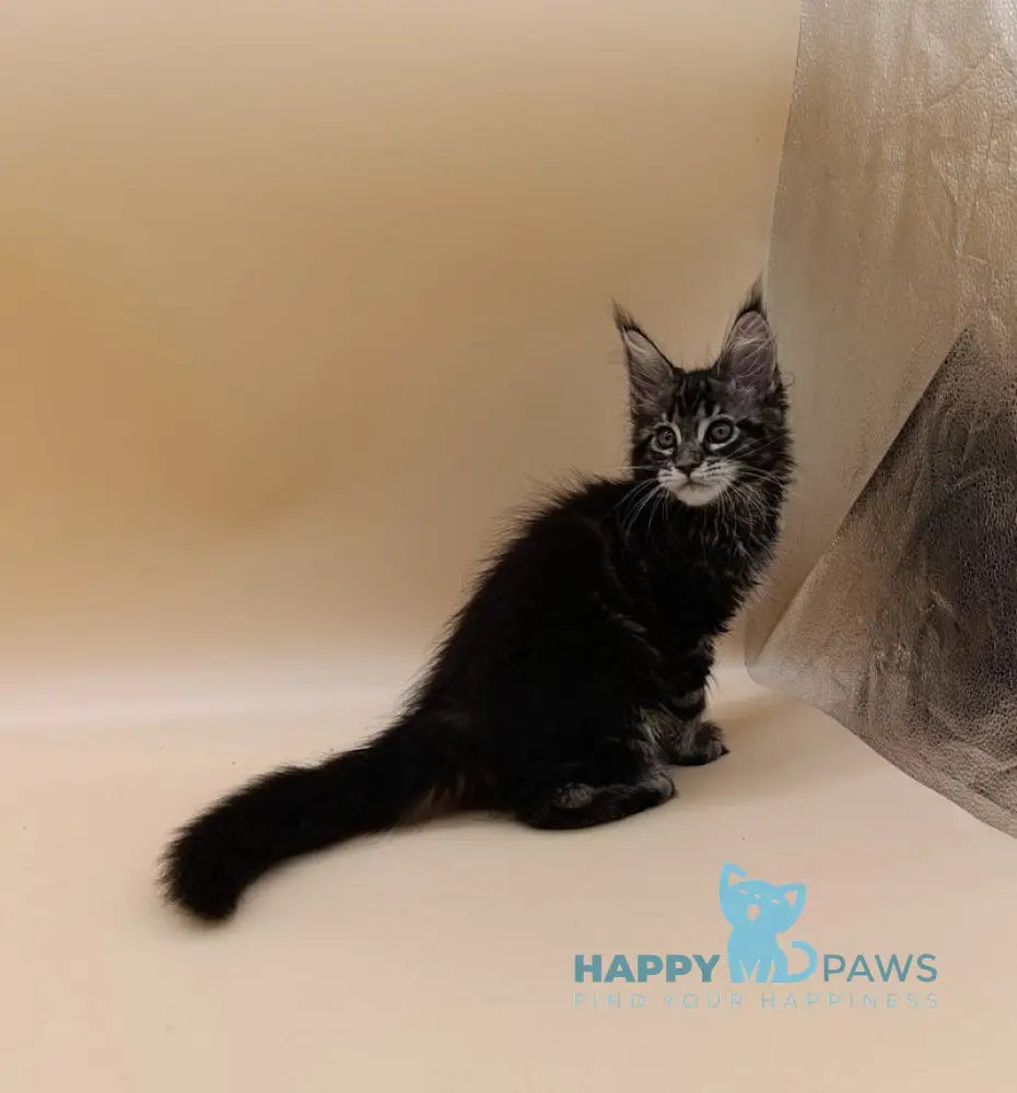 Dimitri Maine Coon male black silver tabby live animals