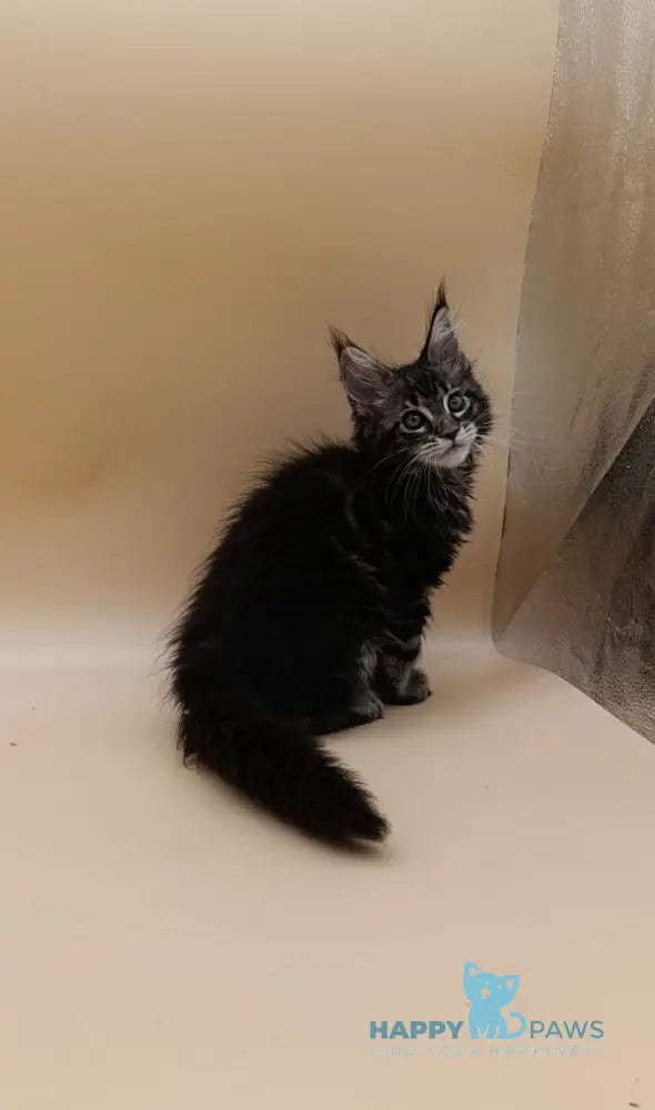 Dimitri Maine Coon male black silver tabby live animals