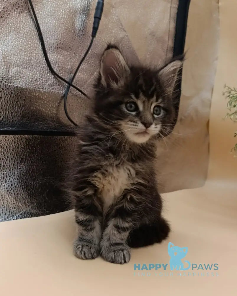 Dimitri Maine Coon male black silver tabby live animals