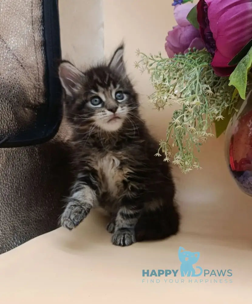 Dimitri Maine Coon male black silver tabby live animals