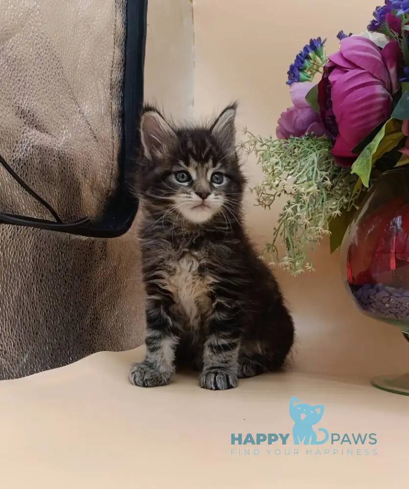 Dimitri Maine Coon male black silver tabby live animals