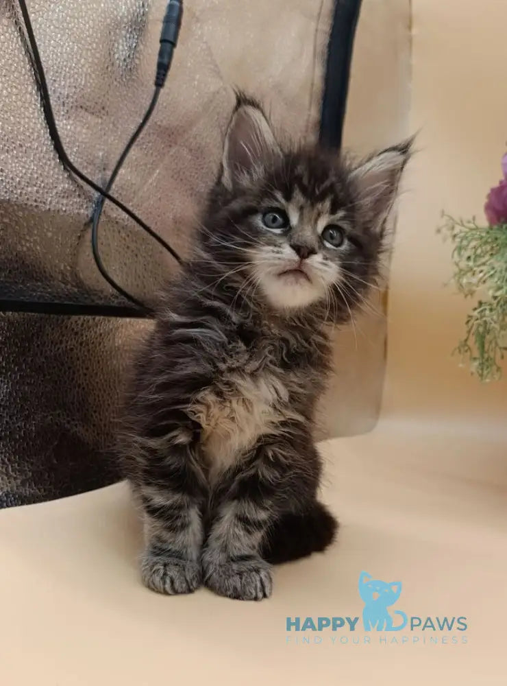 Dimitri Maine Coon male black silver tabby live animals