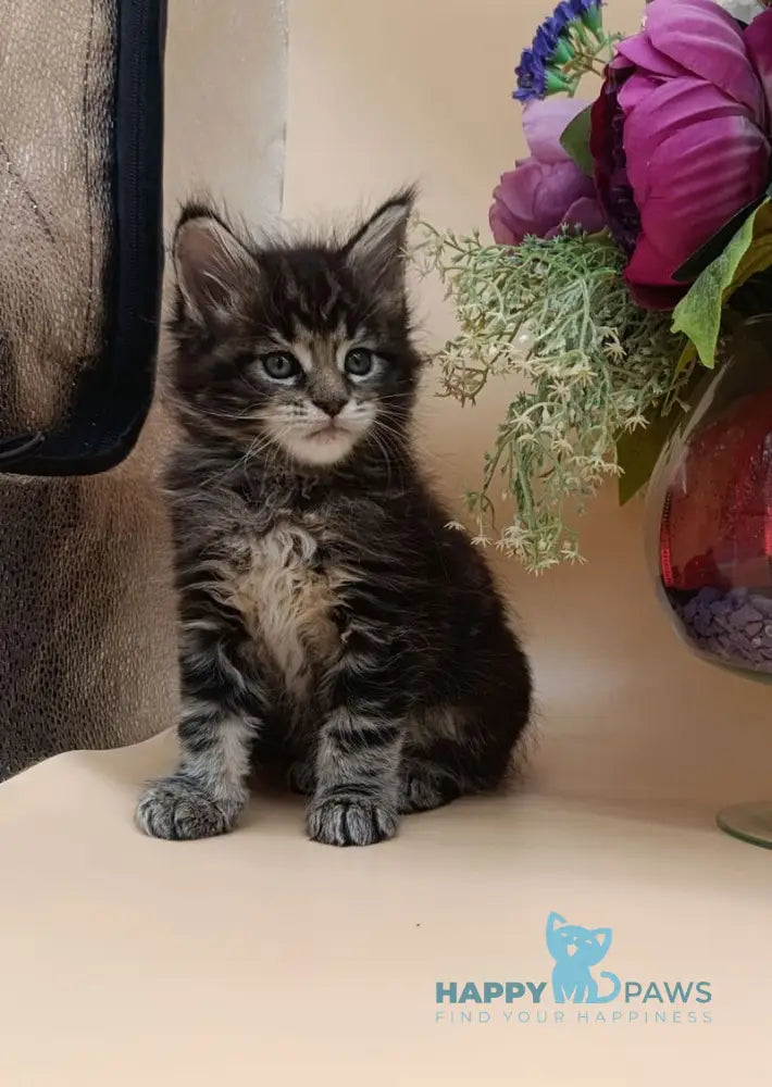 Dimitri Maine Coon male black silver tabby live animals