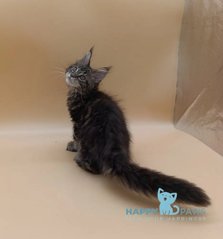 Dimitri Maine Coon male black silver tabby live animals