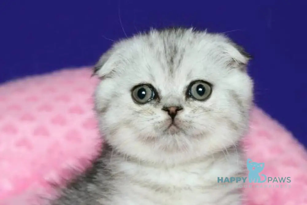 Dimka Scottish Fold male black silver spotted tabby live animals