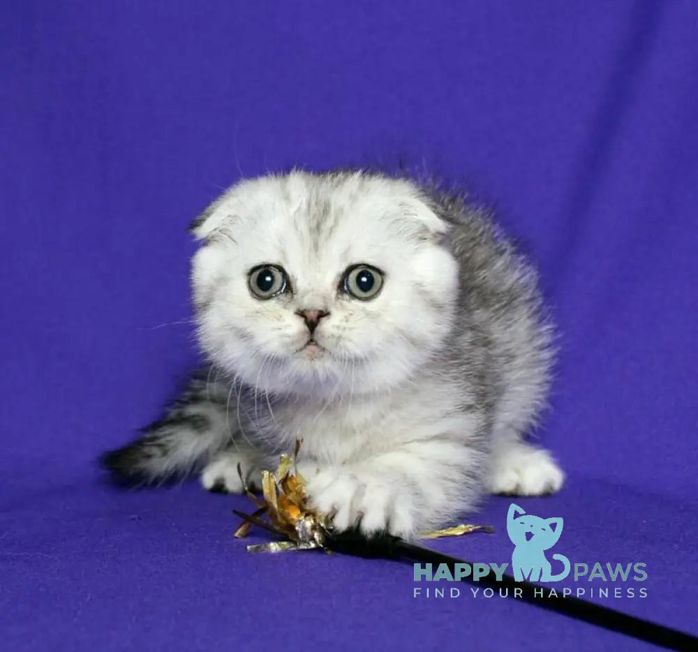 Dimka Scottish Fold male black silver spotted tabby live animals