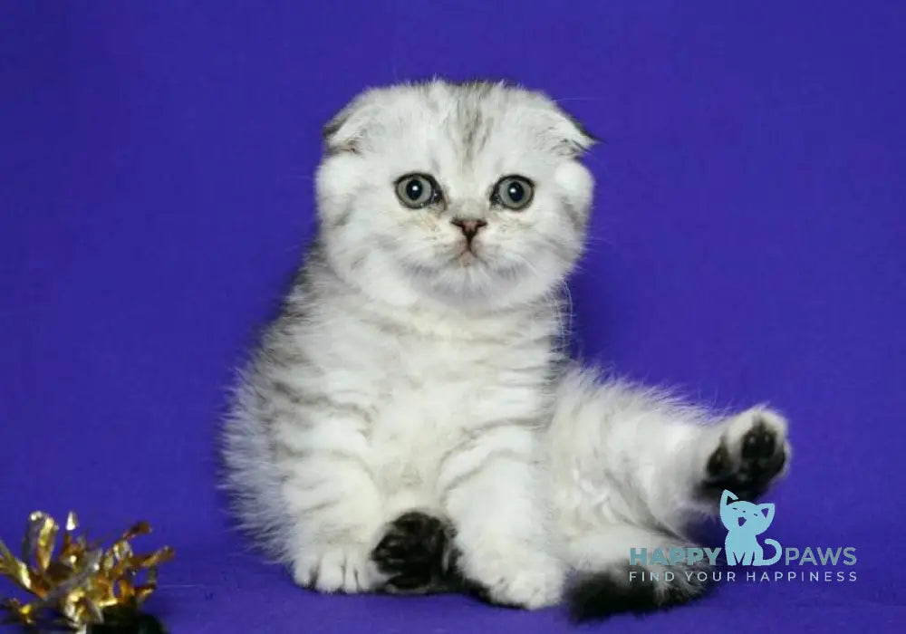 Dimka Scottish Fold male black silver spotted tabby live animals