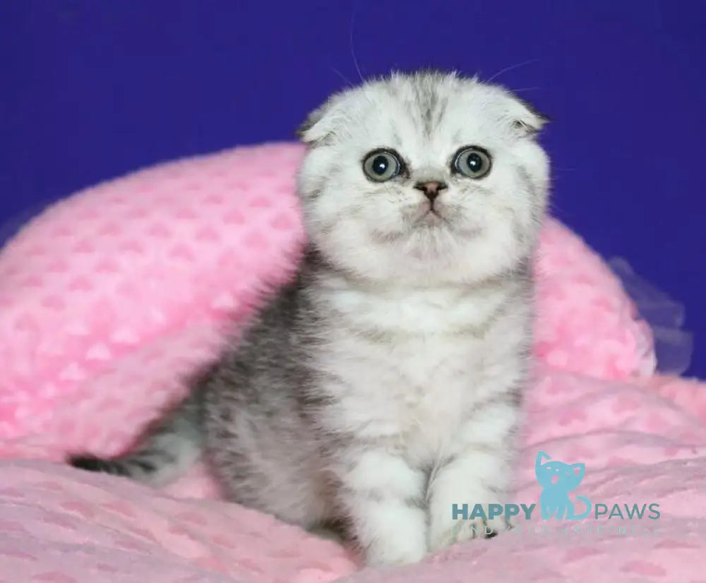 Dimka Scottish Fold male black silver spotted tabby live animals