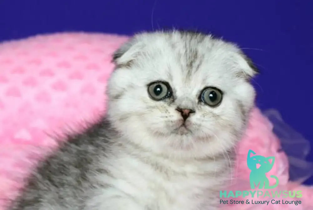 Dimka Scottish Fold male black silver spotted tabby live animals