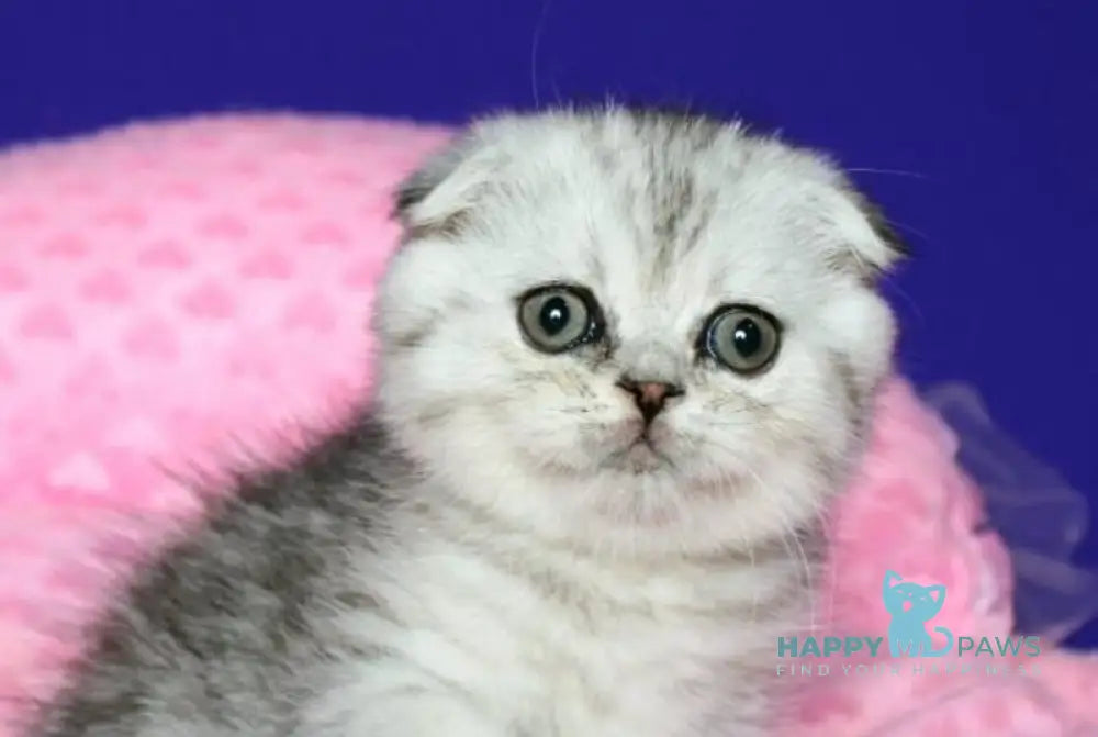 Dimka Scottish Fold male black silver spotted tabby live animals