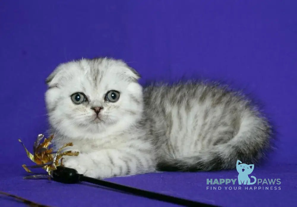 Dimka Scottish Fold male black silver spotted tabby live animals