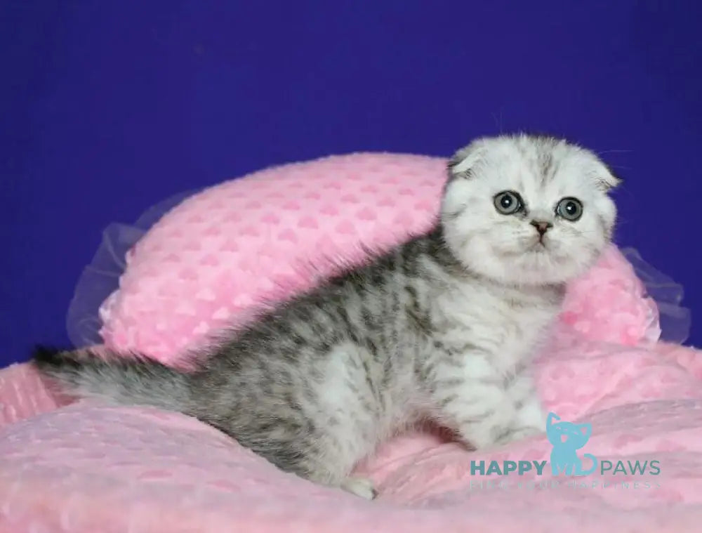 Dimka Scottish Fold male black silver spotted tabby live animals