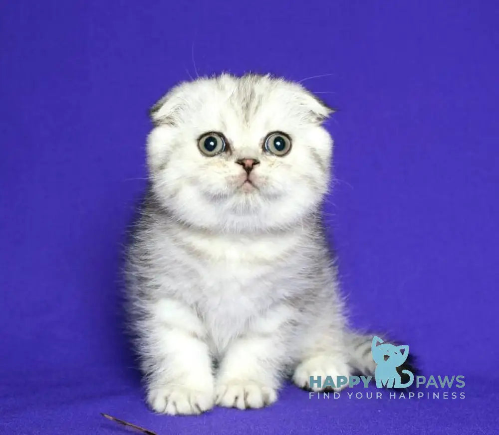Dimka Scottish Fold male black silver spotted tabby live animals