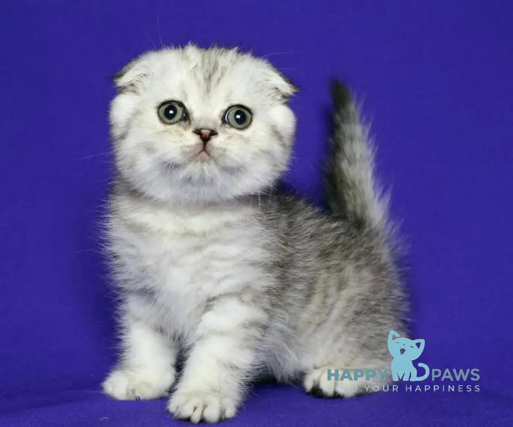 Dimka Scottish Fold male black silver spotted tabby live animals