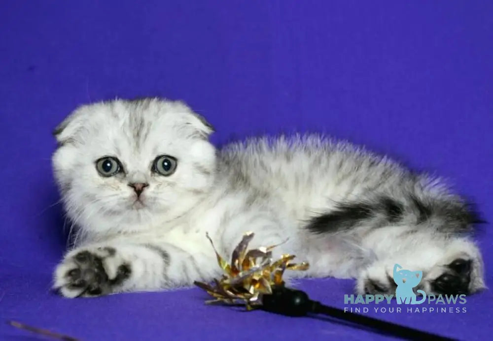 Dimka Scottish Fold male black silver spotted tabby live animals