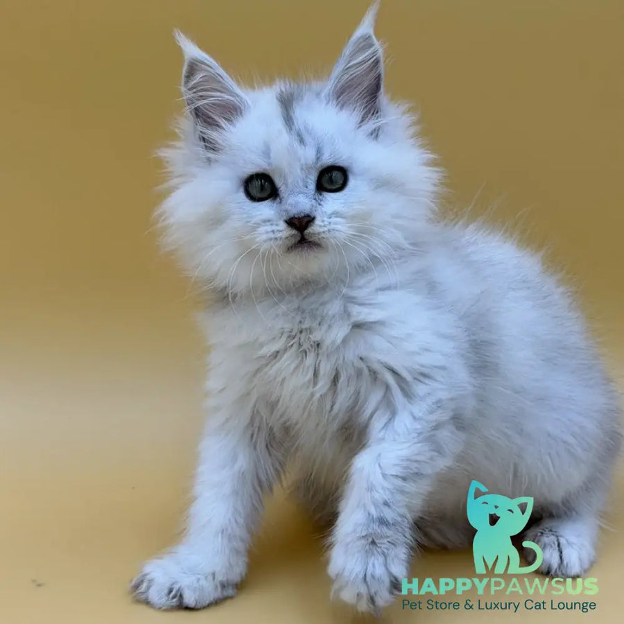 Dimond Maine Coon male black silver shaded - live animals
