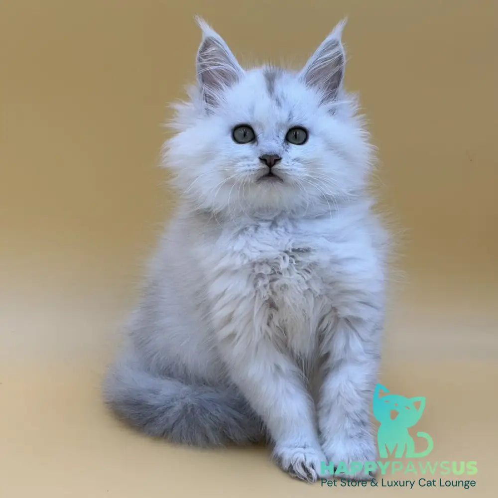 Dimond Maine Coon male black silver shaded - live animals