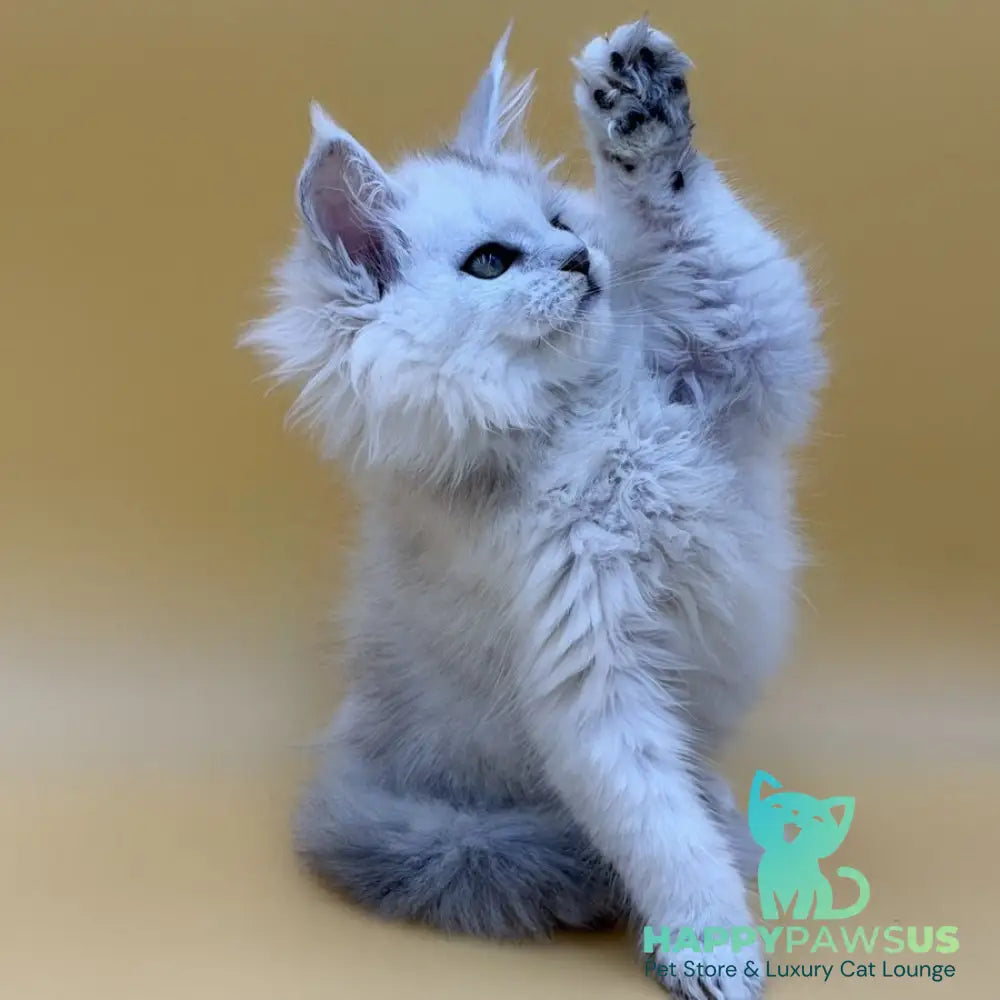 Dimond Maine Coon male black silver shaded - live animals