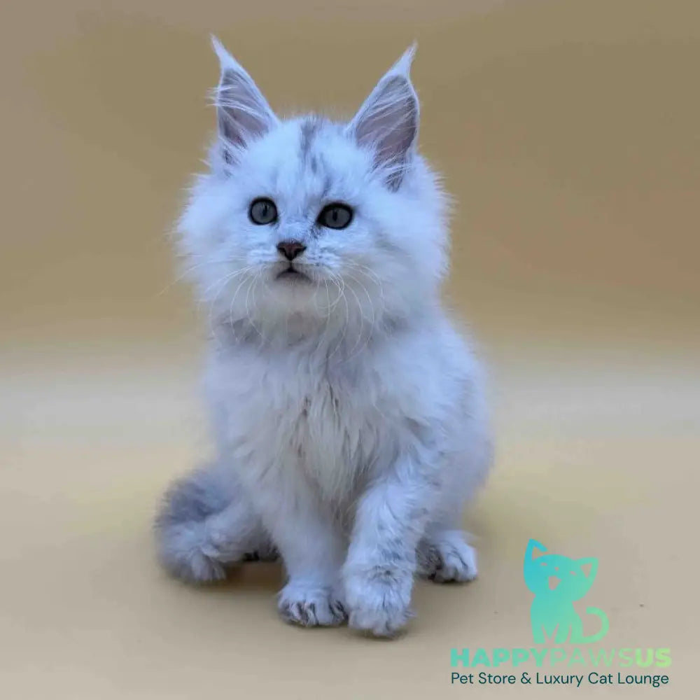 Dimond Maine Coon male black silver shaded - live animals