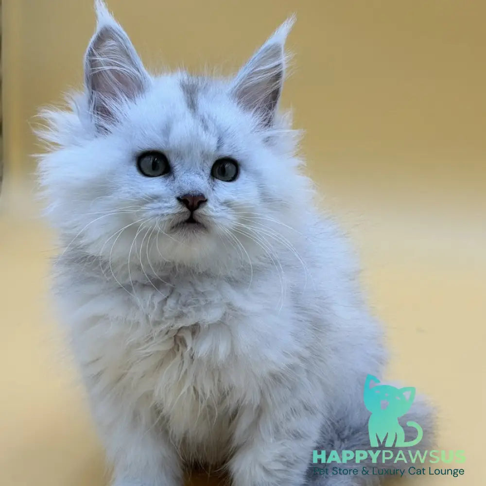 Dimond Maine Coon male black silver shaded - live animals