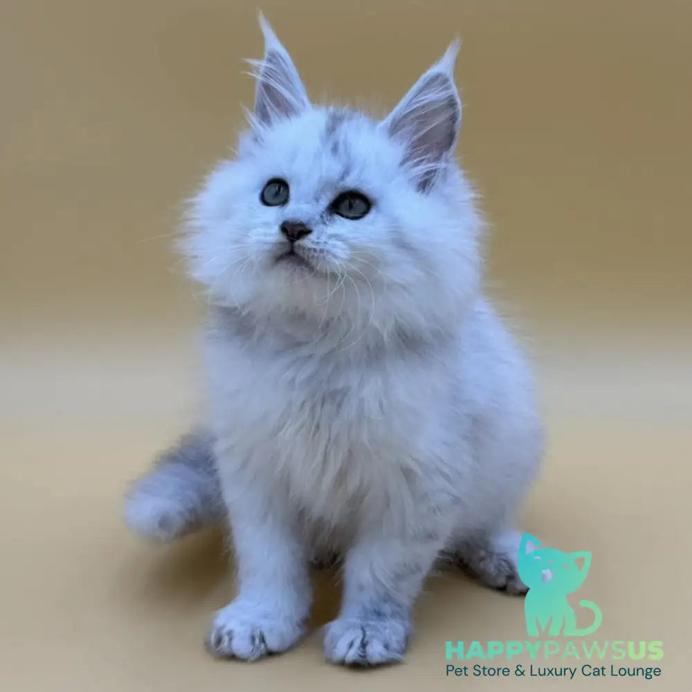 Dimond Maine Coon male black silver shaded - live animals