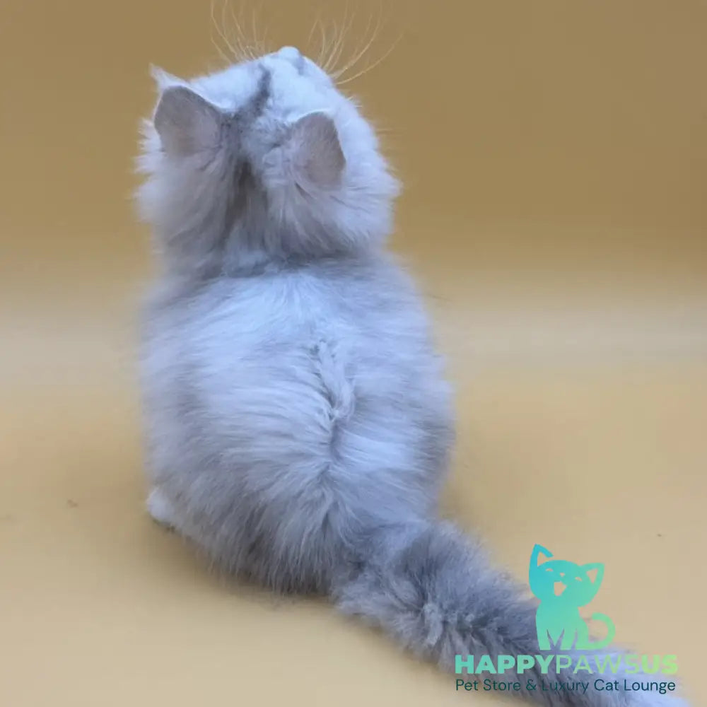 Dimond Maine Coon male black silver shaded - live animals