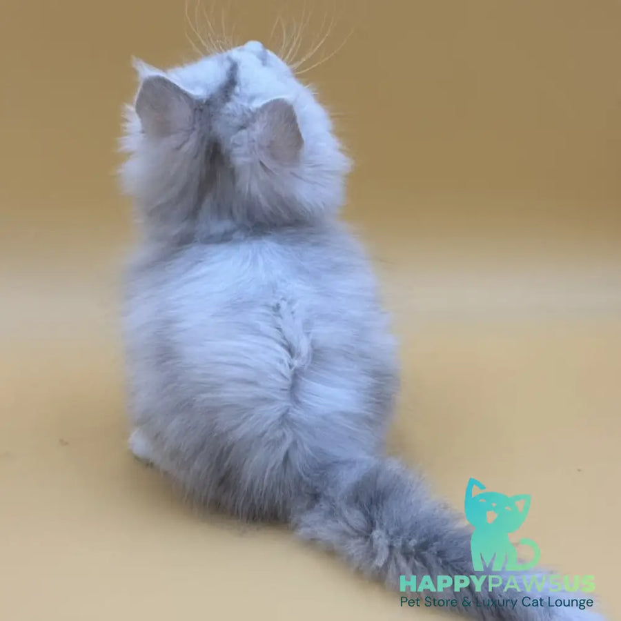 Dimond Maine Coon male black silver shaded - live animals