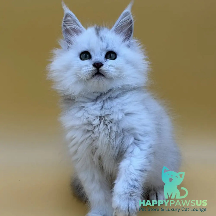 Dimond Maine Coon male black silver shaded - live animals