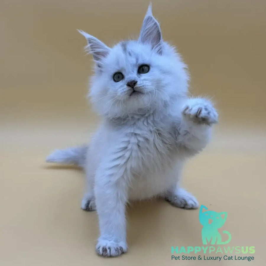 Dimond Maine Coon male black silver shaded - live animals