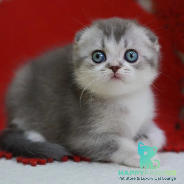 Dimond Scottish Fold male blue ticked tabby bicolour - live animals