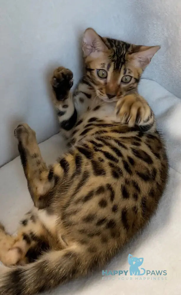 Dina Bengal female black spotted tabby live animals