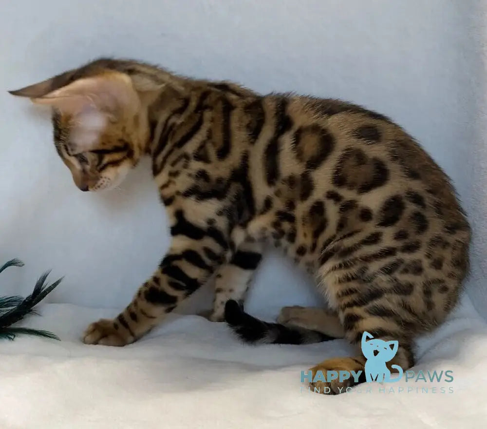 Dina Bengal female black spotted tabby live animals
