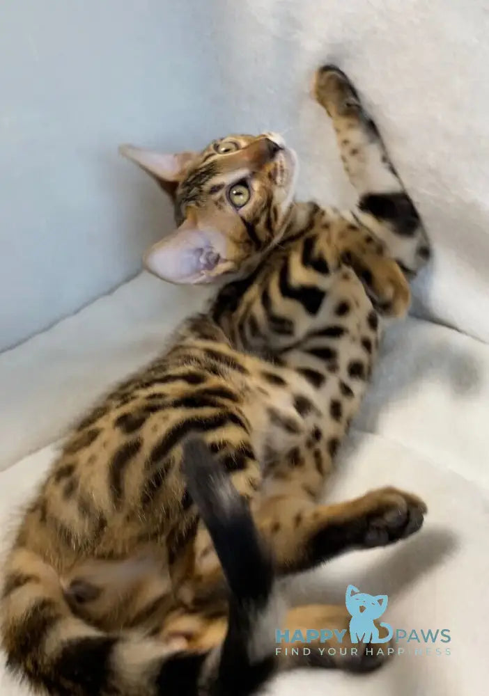 Dina Bengal female black spotted tabby live animals