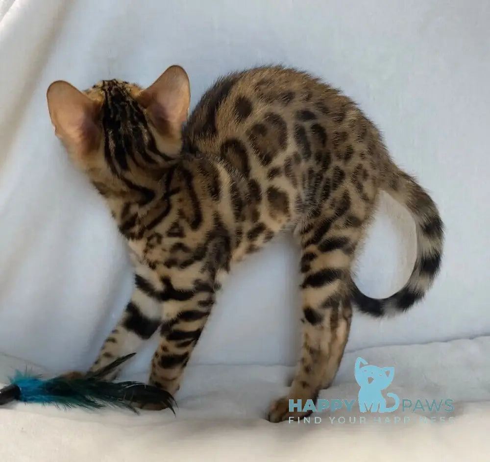 Dina Bengal female black spotted tabby live animals