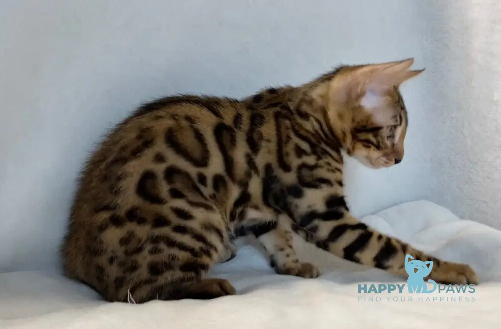 Dina Bengal female black spotted tabby live animals