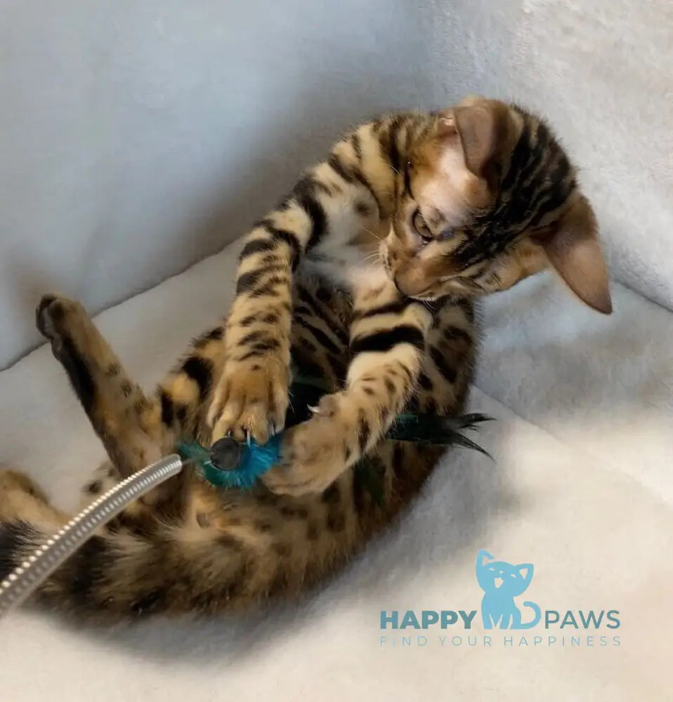 Dina Bengal female black spotted tabby live animals