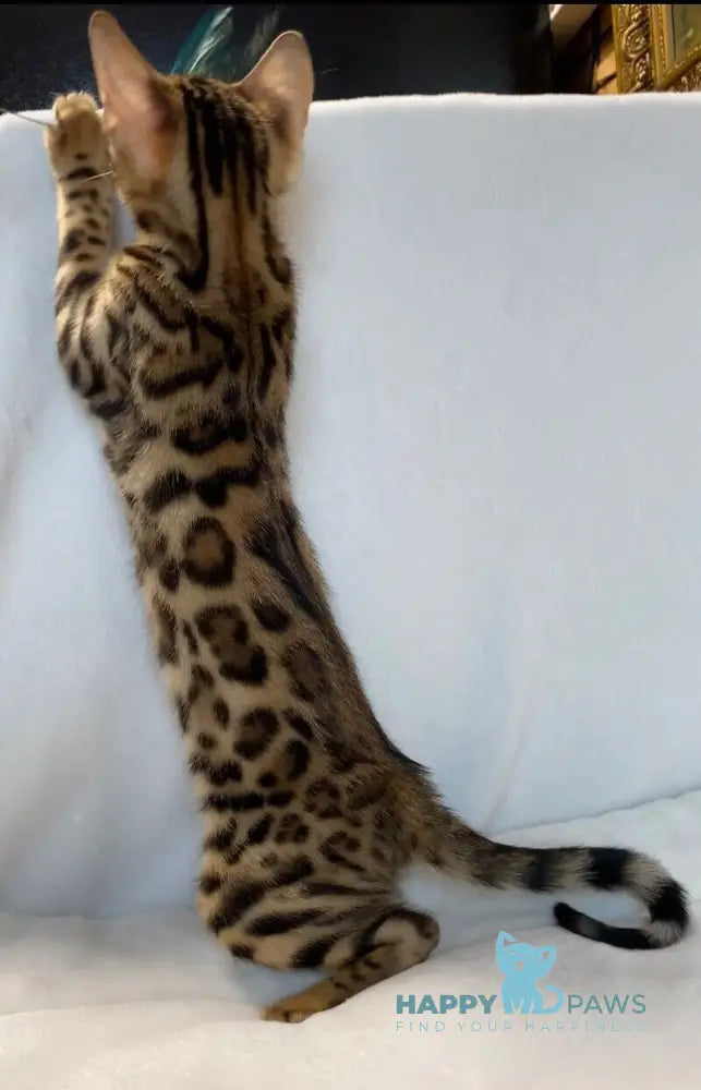 Dina Bengal female black spotted tabby live animals