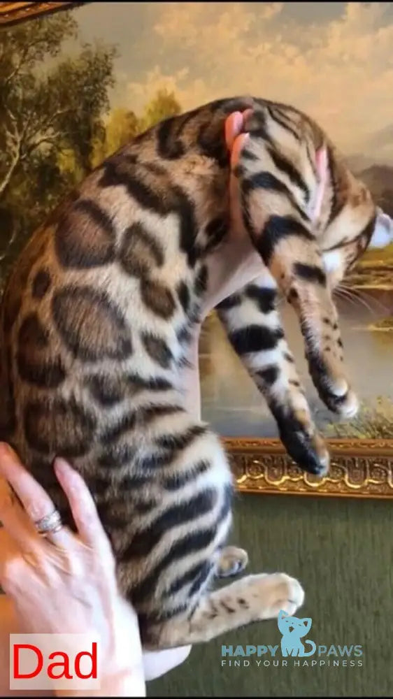 Dina Bengal female black spotted tabby live animals